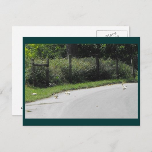 ダック交差 ポストカード (正面/裏面)