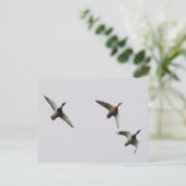 ダック飛んでいるはがき ポストカード (スタンド正面)