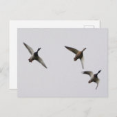 ダック飛んでいるはがき ポストカード (正面/裏面)