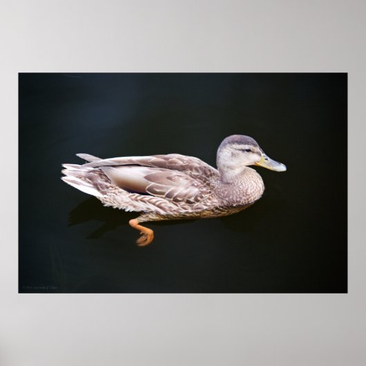 ダック907b ポスター (正面)