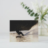 ダッシュスキーヤー ポストカード (スタンド正面)