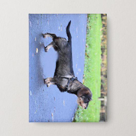 ダッチシュントの金髪のフル 缶バッジ (正面)