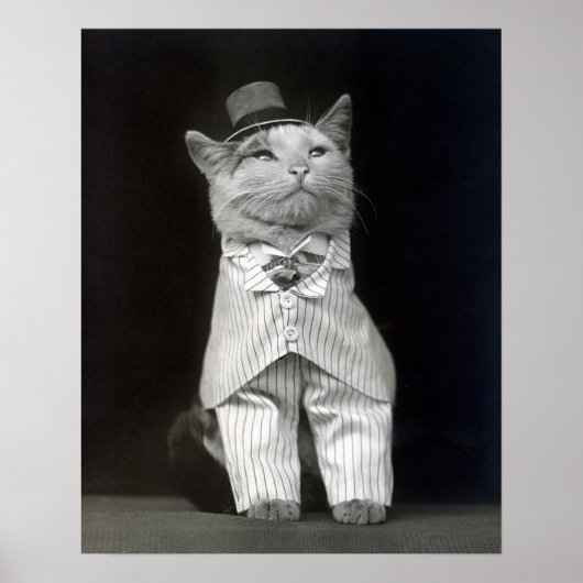 ダッパーなネコ、1906年。ヴィンテージ写真 ポスター (正面)