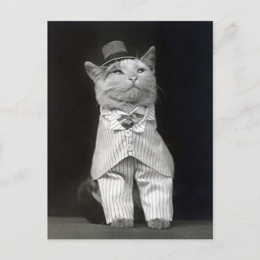 ダッパーキャット 1906年 ポストカード (正面)