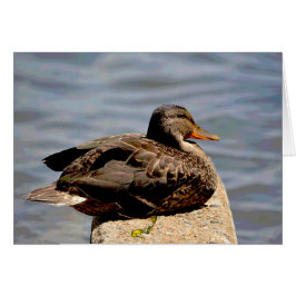 ダッパー・ダック