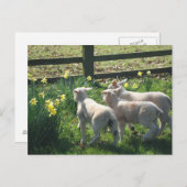 ダッフォジルを探索する! 3匹の子羊走が ポストカード (正面/裏面)