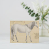 ダップルグレーの馬 - ヴィンテージ中国美術 ポストカード (スタンド正面)