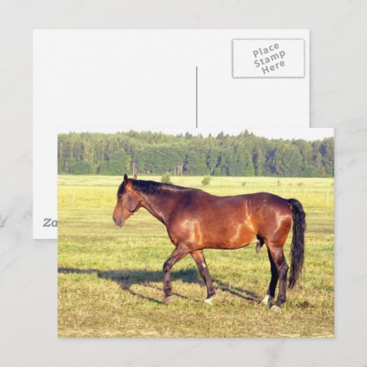 ダップルド湾 ポストカード (正面/裏面)