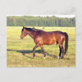 ダップルド湾 ポストカード (正面)