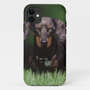 ダップル ダックスフンドの眺め iPhone 11 ケース
