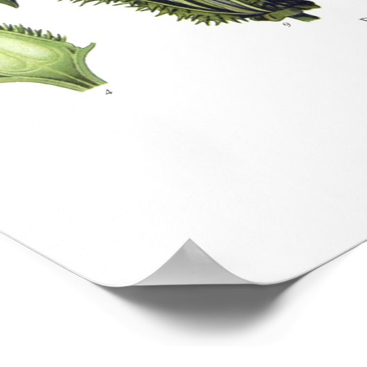 ダトゥラ層膜 ポスター (角)