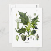 ダトゥラ層膜 ポストカード (正面/裏面)