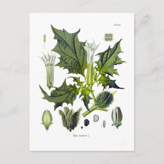 ダトゥラ層膜 ポストカード (正面)