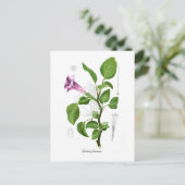 ダトゥラ・ファストーサ ポストカード (スタンド正面)