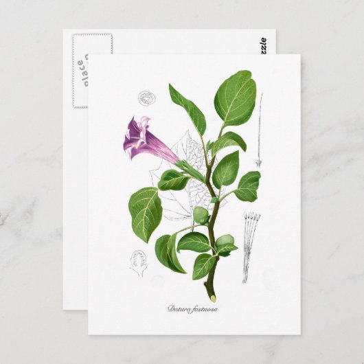 ダトゥラ・ファストーサ ポストカード (正面/裏面)