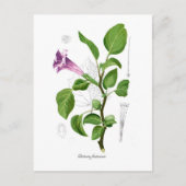 ダトゥラ・ファストーサ ポストカード (正面)