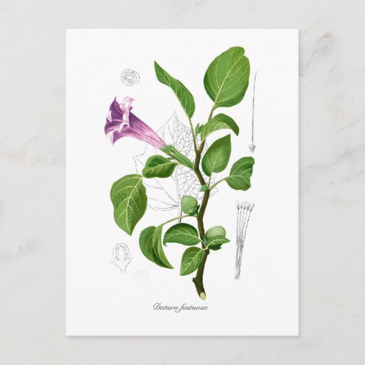 ダトゥラ・ファストーサ ポストカード (正面)