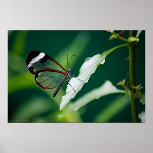 ダナプリント ポスター (正面)