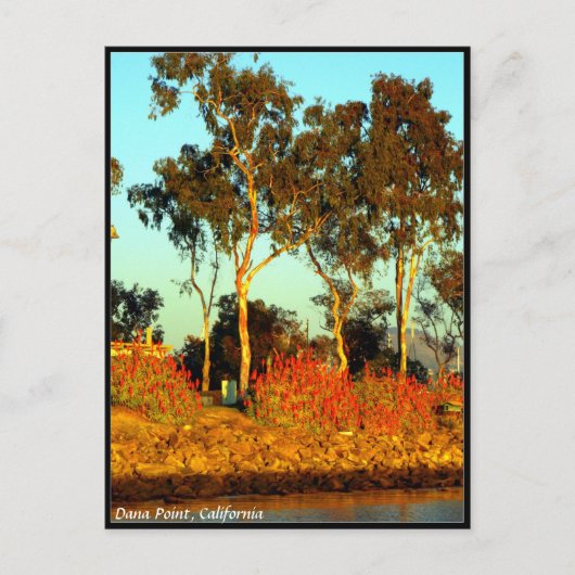 ダナポイントのポストカード ポストカード (正面)