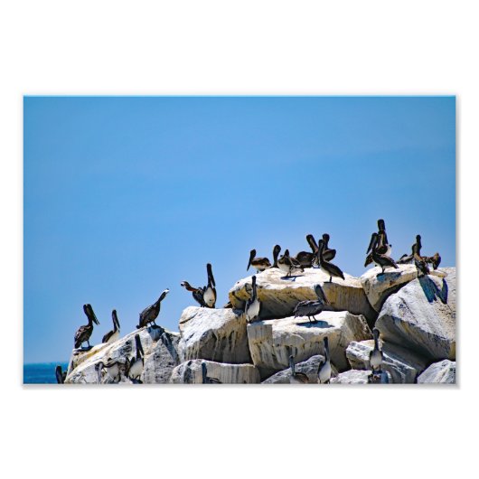 ダナポイント フォトプリント            (正面)