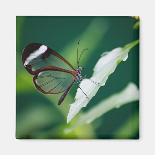 ダナマグネット マグネット (正面)