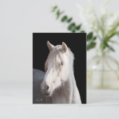 ダナリノアメリカンバシキールカーリーポストカード ポストカード (スタンド正面)