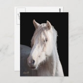 ダナリノアメリカンバシキールカーリーポストカード ポストカード (正面/裏面)