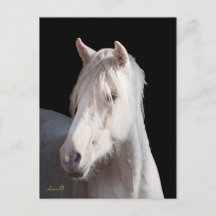 ダナリノアメリカンバシキールカーリーポストカード