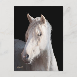 ダナリノアメリカンバシキールカーリーポストカード ポストカード