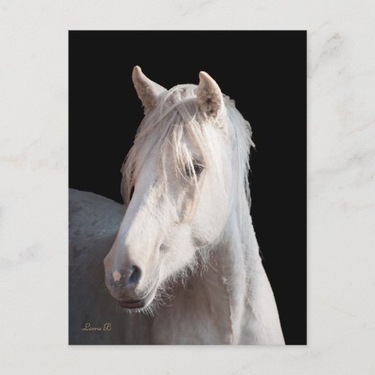 ダナリノアメリカンバシキールカーリーポストカード ポストカード (正面)