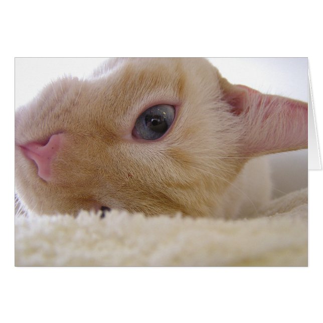 ダニエル (正面横)