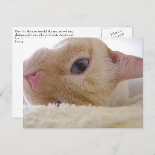 ダニエル ポストカード (正面/裏面)