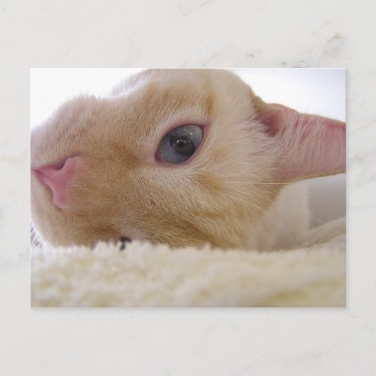 ダニエル ポストカード (正面)