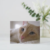 ダニエル#2 ポストカード (スタンド正面)