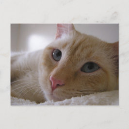 ダニエル#2 ポストカード