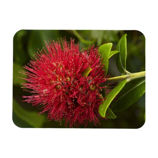 ダニーデンのポフツカワの花 マグネット (横)
