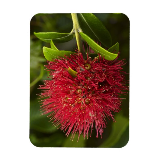 ダニーデンのポフツカワの花 マグネット (縦)