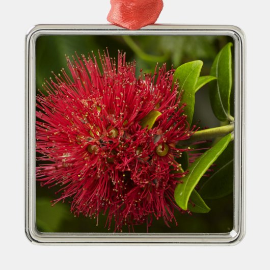 ダニーデンのポフツカワの花 メタルオーナメント (正面)