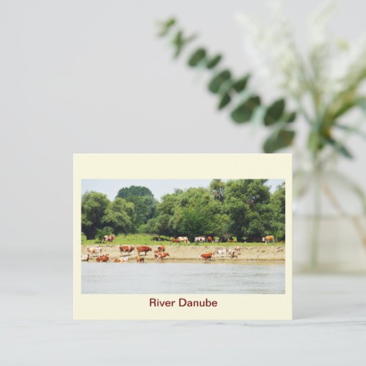 ダヌベ川 ポストカード (スタンド正面)