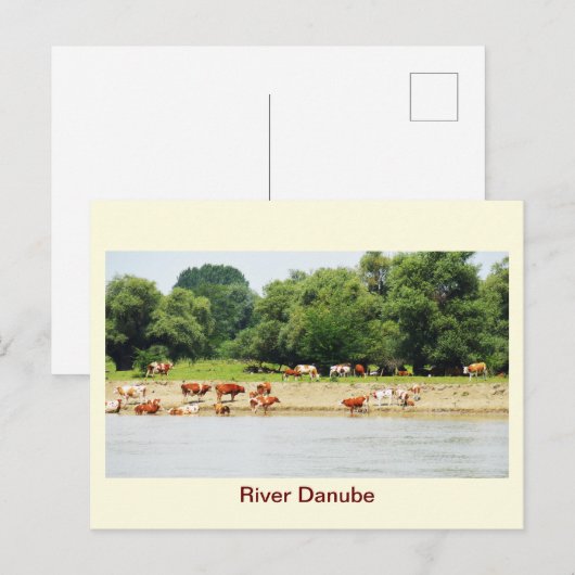 ダヌベ川 ポストカード (正面/裏面)