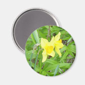 ダフィジル！ マグネット (正面/裏面)