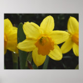 ダフィー ポスター (正面)