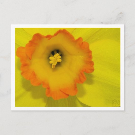 ダフィー ポストカード (正面)