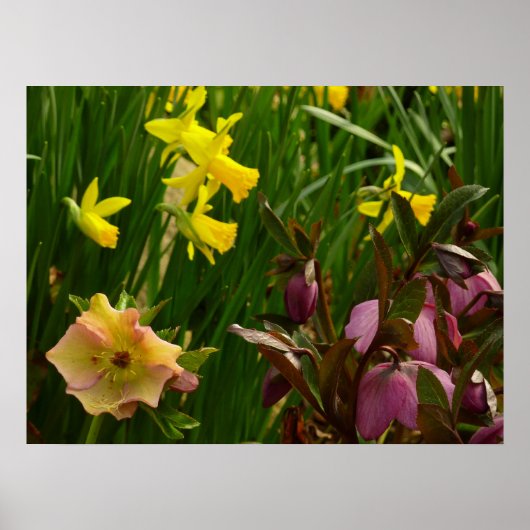 ダフォジルとレンテンバラカラフルフローラ ポスター (正面)