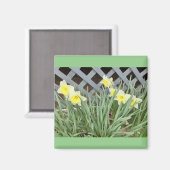 ダフォジルのグループ マグネット (正面/裏面)