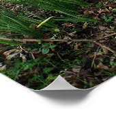 ダフォジル。ウェールズ、カーディフ、ソフィア・ガーデンズ。英国 ポスター (角)