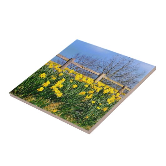 ダフォジル タイル (側面)