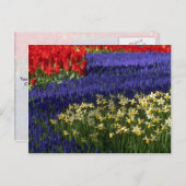ダフォジル、ヒヤシンス、チューリップ ポストカード (正面/裏面)