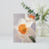 ダフォジル ポストカード (スタンド正面)