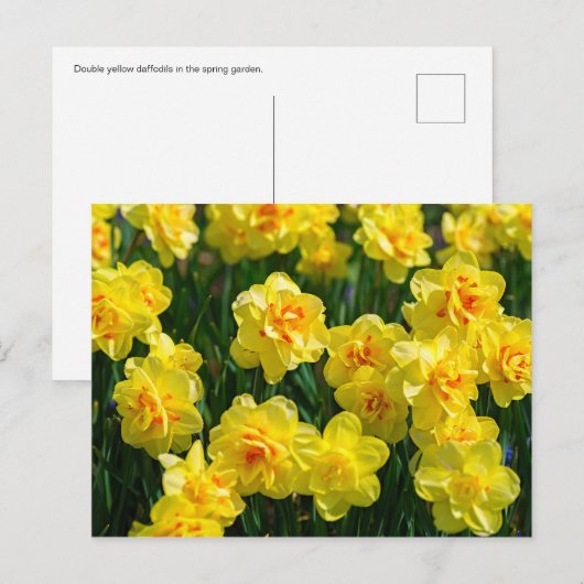 ダフォジル ポストカード (正面/裏面)